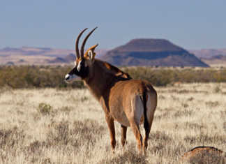 New school proposed for commercial game producers