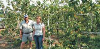 New cultivars & production methods for guava industry
