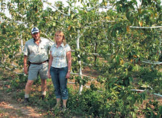 New cultivars & production methods for guava industry