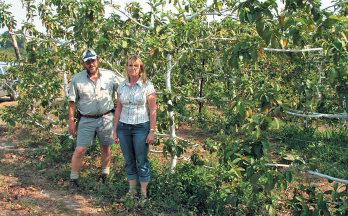 New cultivars & production methods for guava industry