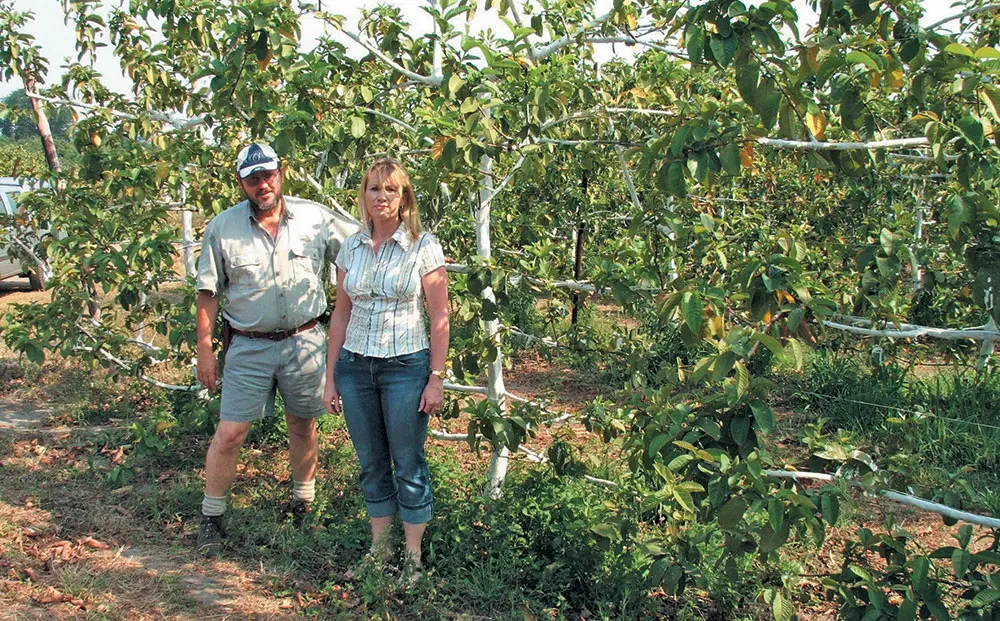 New cultivars & production methods for guava industry