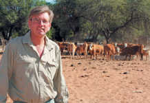 Namibian Simmentaler stud going from strength to strength