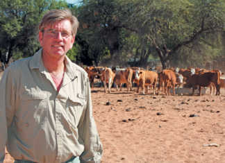 Namibian Simmentaler stud going from strength to strength
