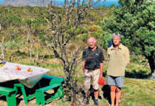 SA’s oldest apple tree stripped for firewood