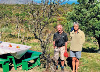 SA’s oldest apple tree stripped for firewood