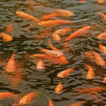 How the state is ‘capturing’ aquaculture