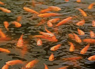 How the state is ‘capturing’ aquaculture