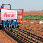 Transplanting seedlings