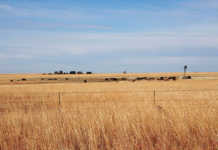 Agri SA to potentially change to Pty Ltd Agri SA to potentially change to Pty Ltd