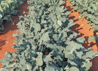 How to fertilise a crop correctly