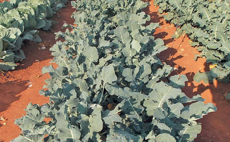How to fertilise a crop correctly How to fertilise a crop correctly