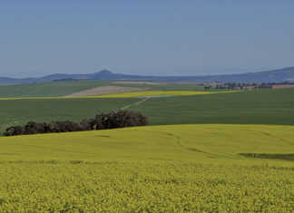 Agri recovery aids SA’s second quarter GDP growth