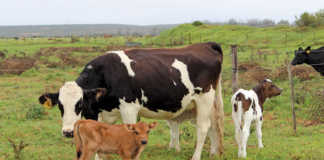 Bovine respiratory disease complex