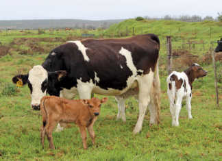 Bovine respiratory disease complex