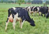 Project to grow India’s world-leading dairy industry