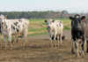 Call to arms for global dairy industry Call to arms for global dairy industry