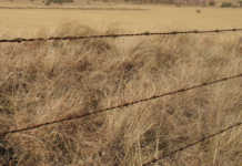 Investigations continue against Wesselsbron labour broker