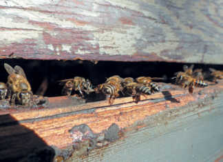 Eastern Cape bee farmer’s commercial success