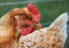 Dumping, bird flu, cripples SA poultry and grain producers
