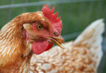 Dumping, bird flu, cripples SA poultry and grain producers Dumping, bird flu, cripples SA poultry and grain producers