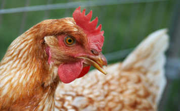 Dumping, bird flu, cripples SA poultry and grain producers