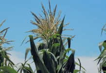 Climate change, trade, exposing SA to new pests