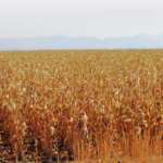 Expert tips on producing better silage