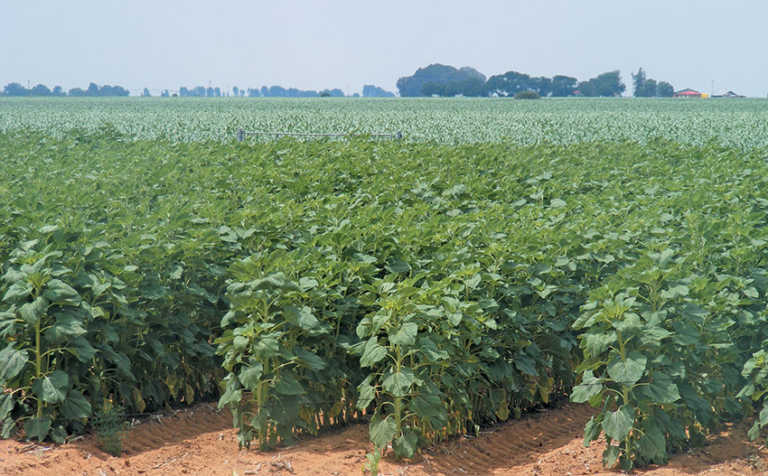 Learn marketing mechanisms to maximise grain profits Learn marketing mechanisms to maximise grain profits