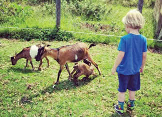 Business and legal implications of an agritourism venture