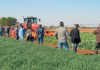 No-till and min-till operations at Vegetable Farmers Day No-till and min-till operations at Vegetable Farmers Day