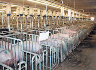 Investing in animal welfare pays off for German piggery