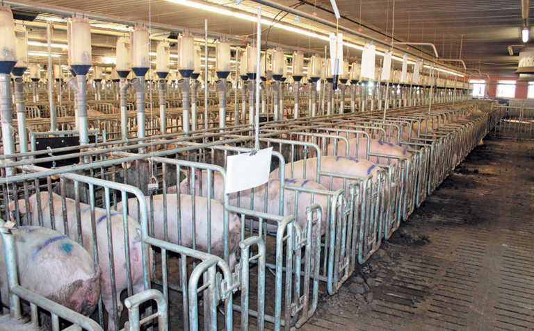 Investing in animal welfare pays off for German piggery Investing in animal welfare pays off for German piggery