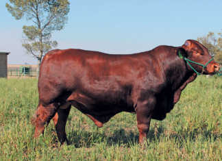 The Santa Gertrudis: an amazing all-rounder