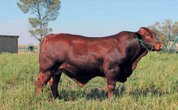 The Santa Gertrudis: an amazing all-rounder