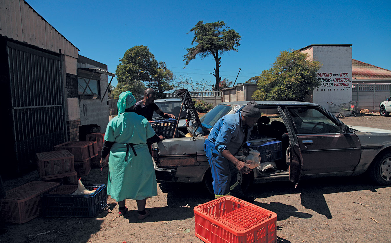 Small-scale chicken farmers