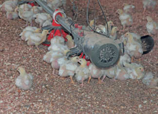 How to succeed with small-scale chicken farming