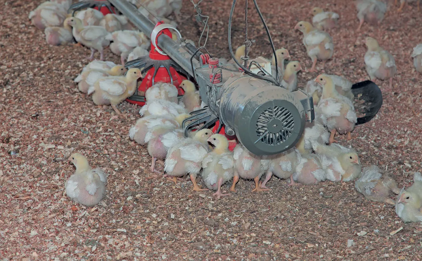 How to succeed with small-scale chicken farming