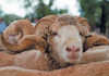 Merino farming family shares recipe for success Merino farming family shares recipe for success