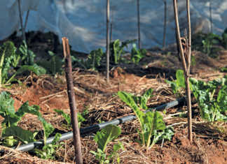 Small land, big dreams for urban veggie farmer