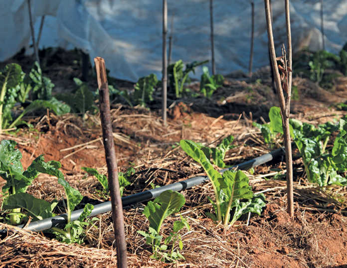 Small land, big dreams for urban veggie farmer