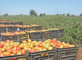 New fresh produce market set to boost Nigerian agri sector New fresh produce market set to boost Nigerian agri sector