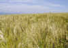 wheat-Winterton-(169)-PANNAR