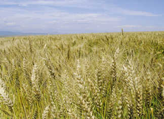 Boost for East African wheat production wheat-Winterton-(169)-PANNAR