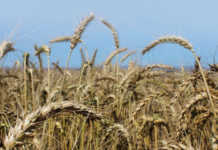 Less rain and less wheat for the Western Cape Less rain and less wheat for the Western Cape