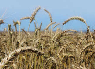 Less rain and less wheat for the Western Cape Less rain and less wheat for the Western Cape