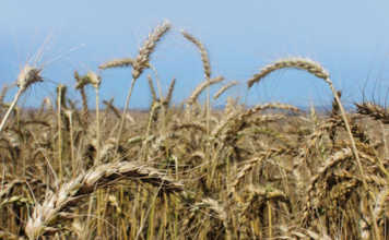 Less rain and less wheat for the Western Cape