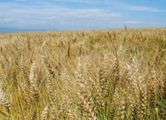 Grain producers urged to report red billed quelea outbreaks