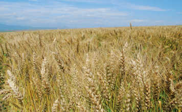 Grain producers urged to report red billed quelea outbreaks