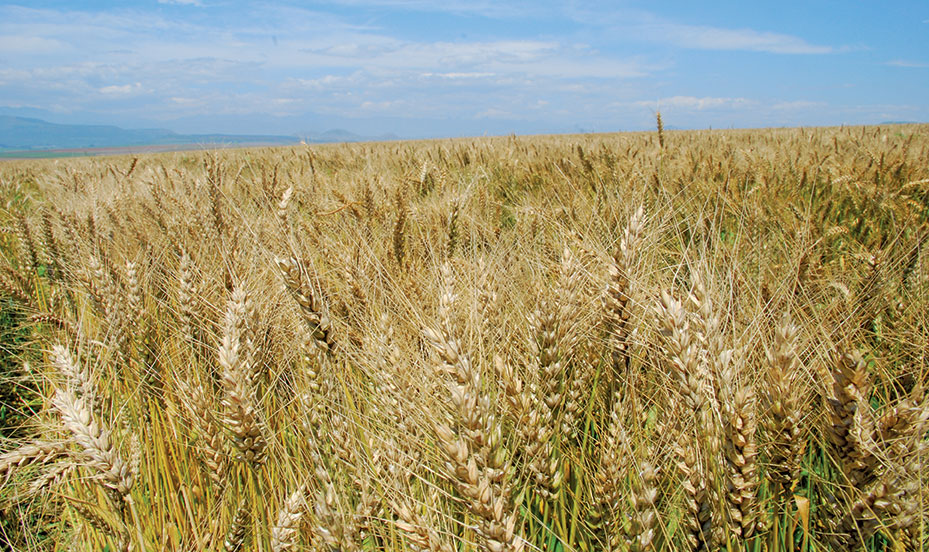 Grain producers urged to report red billed quelea outbreaks