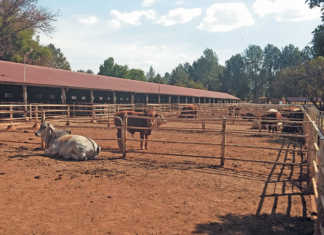 Affordable tests to optimise feed conversion